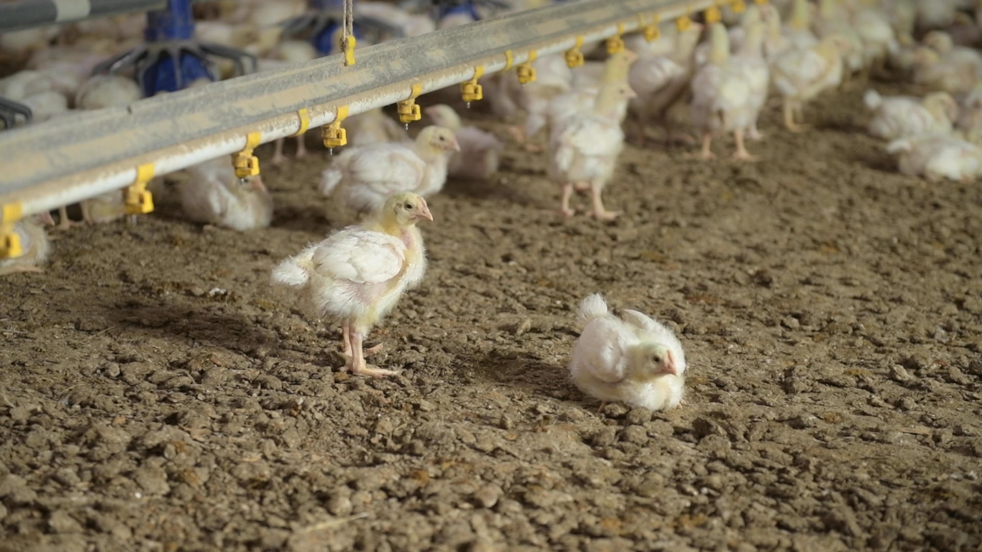 Reusing chicken litter shows benefits Abdo Lab