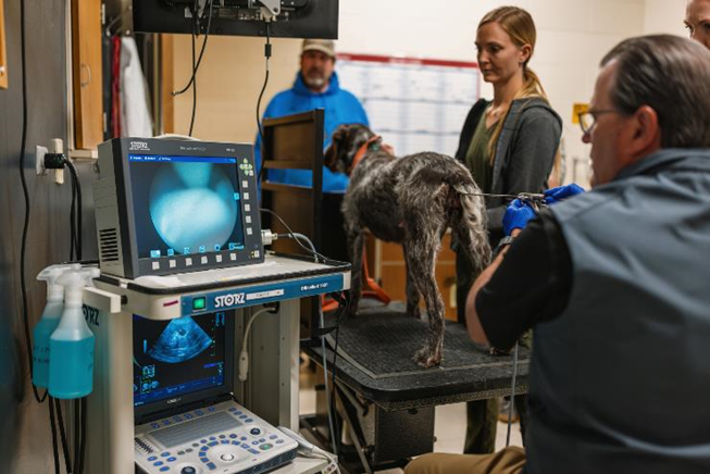 TCI procedure with caninie fetal MSC derived EVs.