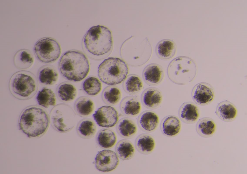 Bovine balstocysts produced by FT bull sperm incubated with EVs derived from the oviduct