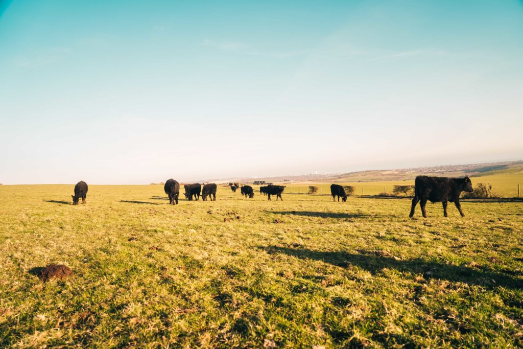 Cows roaming in field